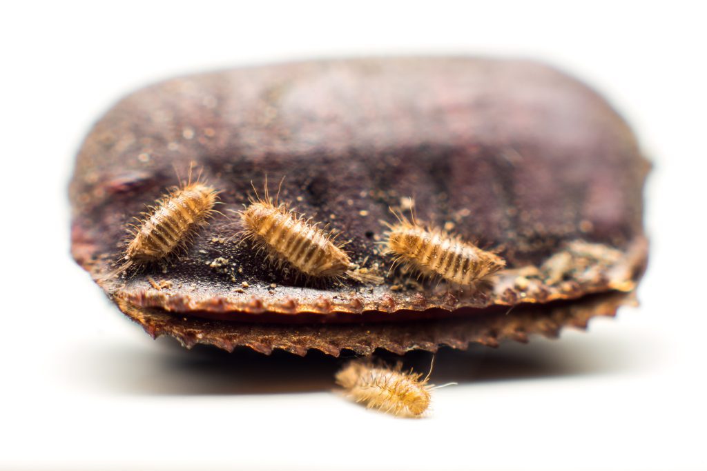cockroach eggs