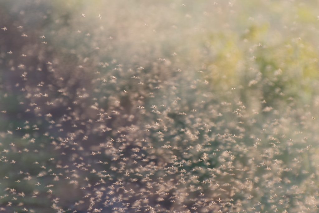 Background from swarm of mosquitoes and gnats in the air above the swamp