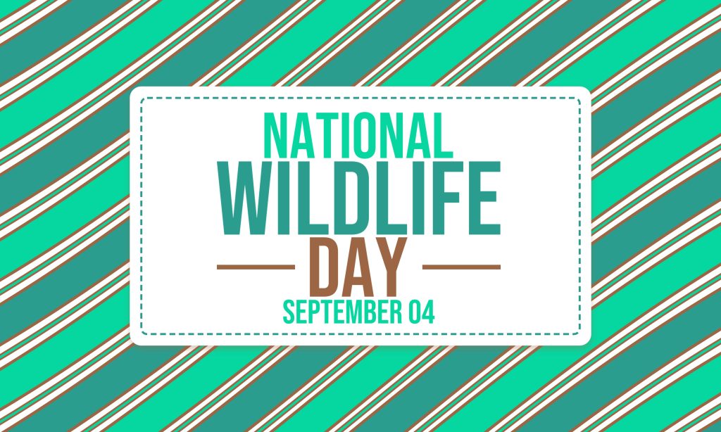 NATIONAL WILDLIFE DAY on September 04 concept background layout. Vector illustration template for greeting card, banner, or poster.